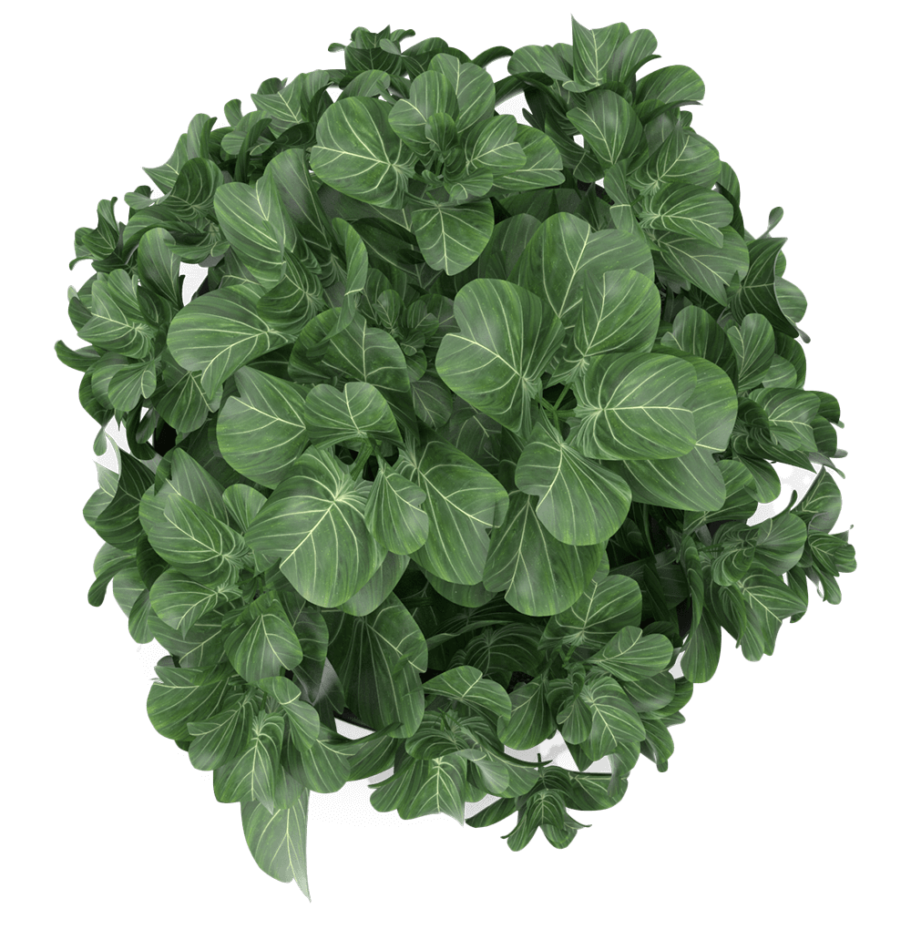 Top-down view of a round, leafy green houseplant with many oval leaves featuring pale veins on a muted green-gray background.
